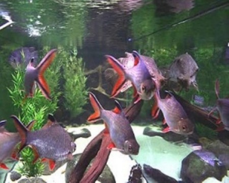 Barbus tinfoil redtail